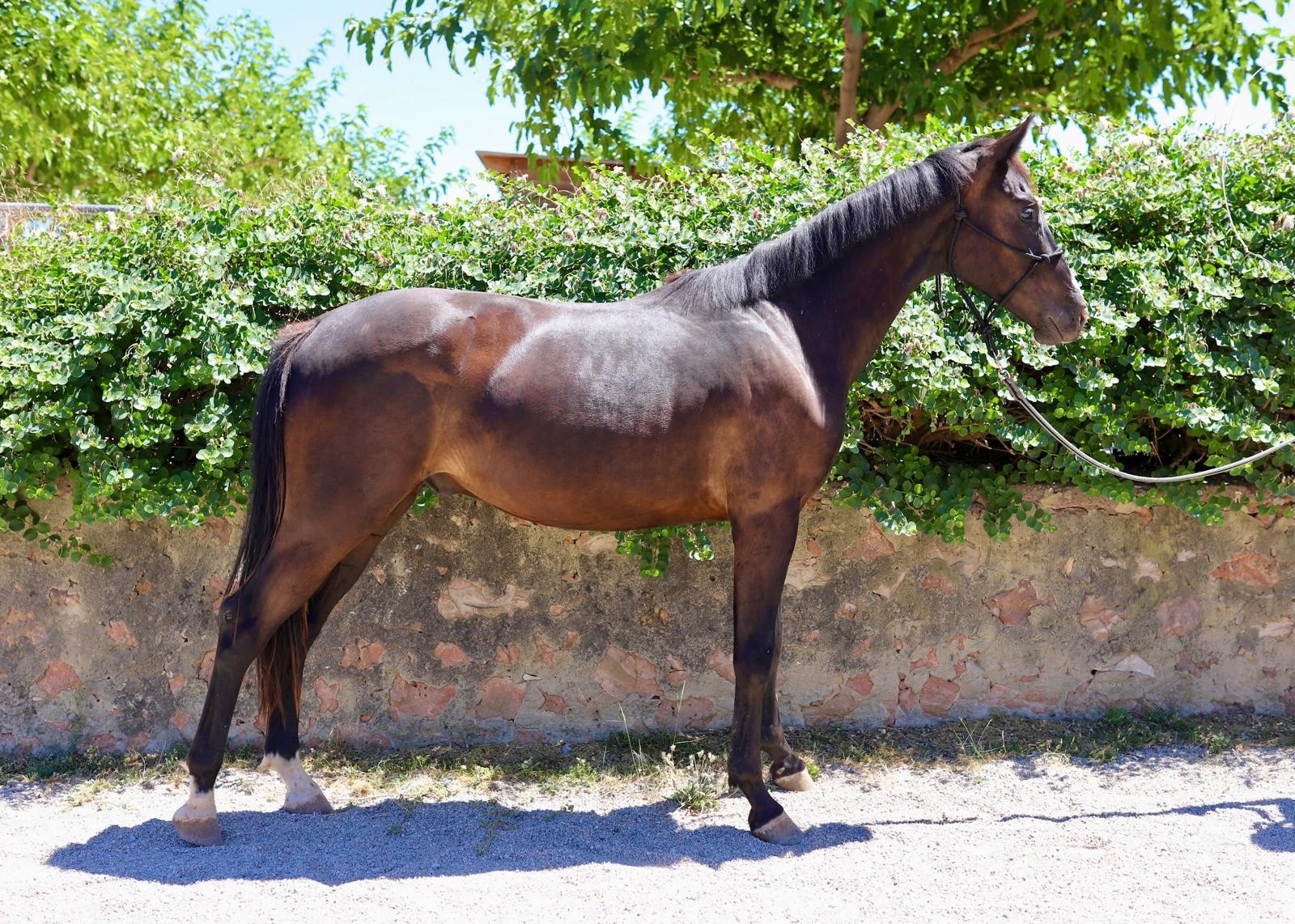 horse
